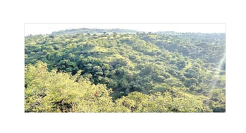 ‘गर्भगिरी’ औषधी वनस्पतींसाठी नंदनवन, वनविभागाचे साडेसात हजार हेक्टर क्षेत्र