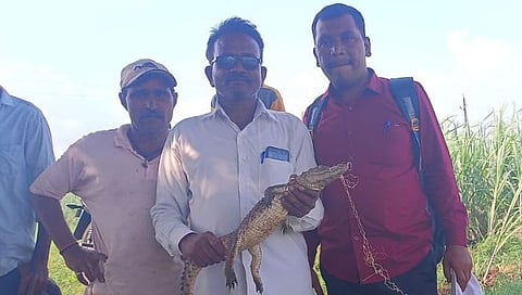मासे पकडण्याच्या जाळ्यात अडकले मगरीचे पिल्लू; पुलाची शिरोली परिसरात घबराहट