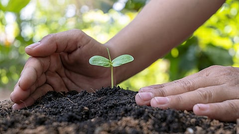 planting