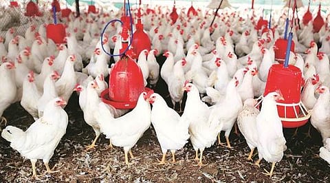 सातगाव पठार भागात पोल्ट्रीत बसविले पंखे