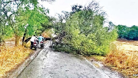 मेढा-कुडाळ रस्त्यावर उन्मळून पडलेल्या झाडामुळे वाहतूक खोळंबली होती.