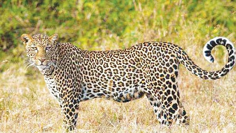 Leopard News
