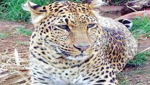 नाशिक : मर्हळ शिवारात बिबट्याच्या हल्ल्यात शेळी ठार