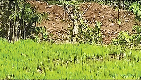 मुरबाडमध्ये भातपेरणीला दिलासा