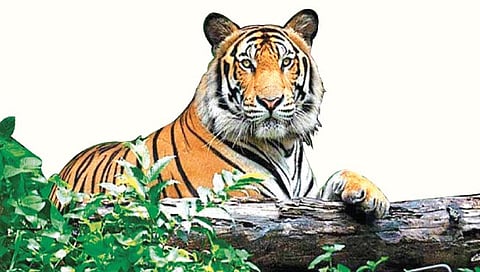 सांगली : सह्याद्री व्याघ्र प्रकल्पाच्या पुनर्रचनेबाबत ग्रामस्थांमधून नाराजीचा सूर