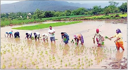 तळेगाव दाभाडे : कृषी अधिकार्यांचे प्रात्यक्षिकासह मार्गदर्शन