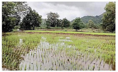 मोशी- डुडुळगाव परिसरात भात लावणीची लगबग, मुसळधार पावसाने भरली खाचरे