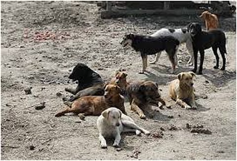तळेगावकरांची भटक्या कुत्र्यांच्या त्रासातून मुक्तता कधी