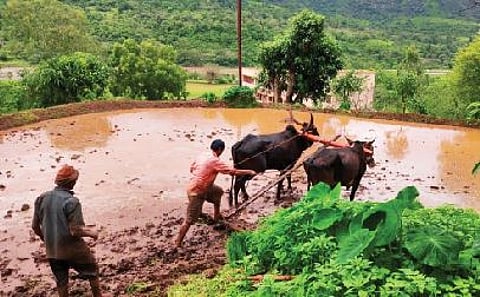 तळेगाव स्टेशन : भातलावणीचे काम अंतिम टप्प्यात