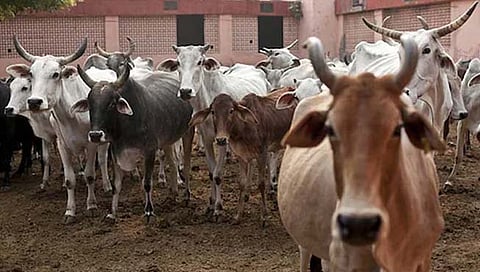 संग्रहीत छायाचित्र