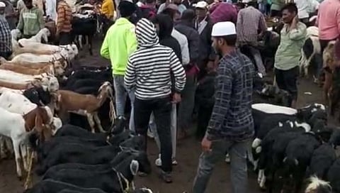 लोणंद : बकरी बाजार