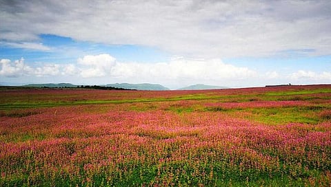 सातारा : कास पठारावरील पॉईंट १ ऑगस्टला सुरू होणार