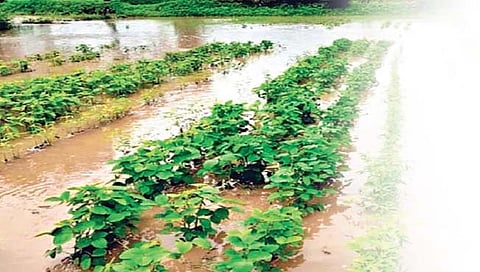 गणोरे : विमा कंपन्यांनी शेतकर्यांना 100 टक्के मदत द्यावी