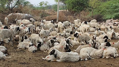 बारामतीमध्ये भरधाव डंपरने चिरडल्या १७ मेंढ्या