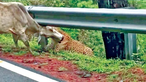 कर्नाटक : बिबट्याकडून गायीची रस्त्यावरच शिकार