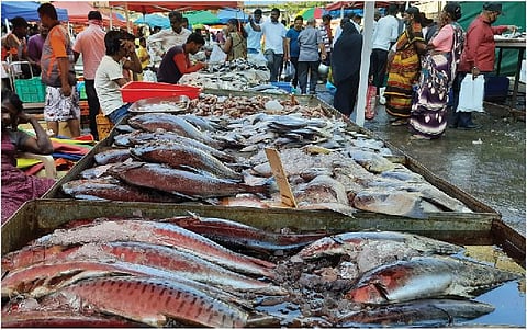 Fish shortage in Maharashtra