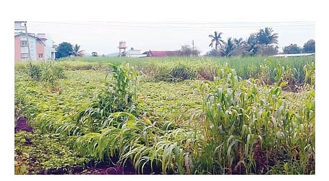 चांडोली खुर्द परिसरात सततच्या पावसाने भुईसपाट झालेली चारापिके.