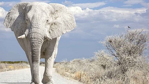 World Elephant Day : जाणून घेऊया दूर्मिळ पांढ-या हत्तीबद्दल