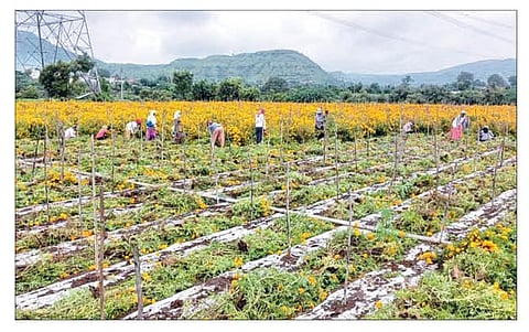 संगमनेर : बाजार भाव मिळत नसल्यामुळे शेतकर्यांनी उपटून टाकला झेंडू