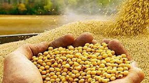 पुणे : खरीप हंगामात सोयाबीनचा डंका; तब्बल 47 लाख हेक्टरवर पेरा