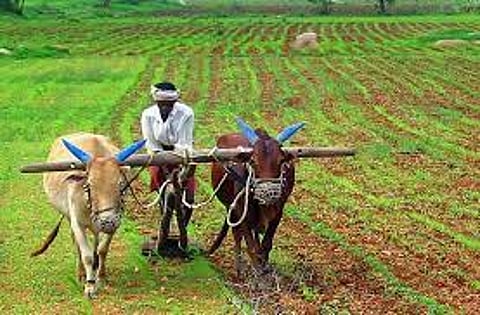 निमगाव दावडी : पावसाने दडी मारल्याने खरीप धोक्यात