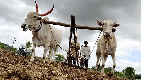 भोर तालुक्यात शेतकरी जोरदार पावसाच्या प्रतीक्षेत; भात रोपांचा तुटवडा, लावणी रखडली