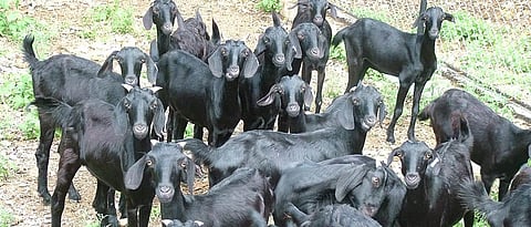 नगर तालुका : वन्यप्राण्याच्या हल्ल्यात १० शेळ्या ठार, दोन जखमी