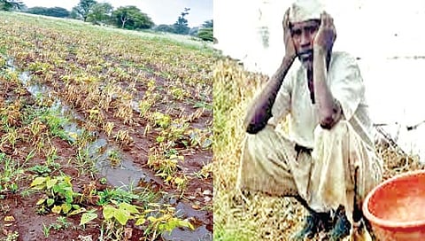 सातारा : राजम्यानेे शेतकर्यांच्या डोळ्यात पाणी