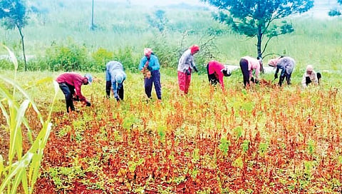 सांगली : आगाप सोयाबीनच्या सुगीची धांदल