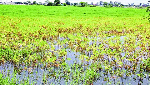 सोलापूर जिल्ह्यातील पावसामुळे पिकांचे झालेले नुकसान