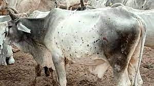 खडकवासला : महापालिका हद्दीत लम्पीचा पहिला बळी