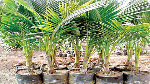 नारळ रोप लागवड कधी करावी? जाणून घ्या सविस्तर