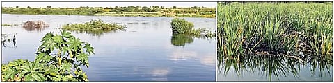 भांडगाव येथे भीमेच्या पुराचे रविवारी घेतलेले छायाचित्र. दुसर्या छायाचित्रात भाटनिमगाव येथे ऊस पिकात शिरलेले पाणी.