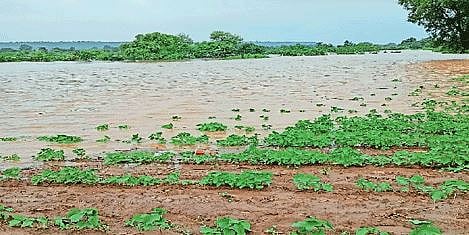 पुणे : तब्बल 29 हजार हेक्टर क्षेत्रावरील पिके बाधित; अतिवृष्टी व पुराचा फटका