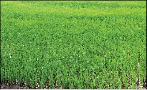 Ratnagiri Agriculture News