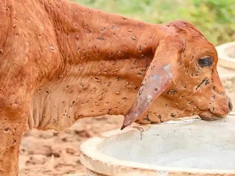 नगर : नऊ तालुक्यांत लंपीचा हाहाकार, 76 जनावरांना बाधा