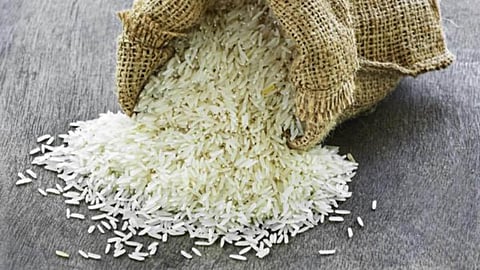 अकोले : केंद्राने तांदूळ निर्यातबंदी तातडीने उठवावी