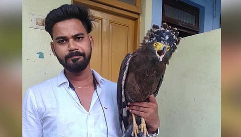नागपुरात आढळला दुर्मिळ ‘क्रेस्टेड सरपेंट ईगल’