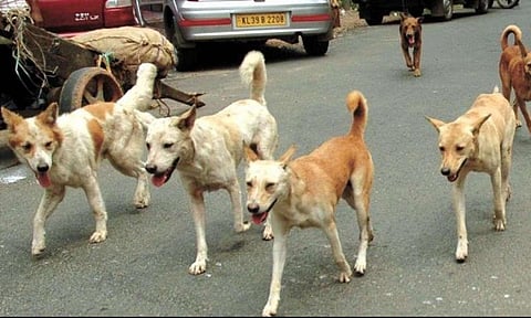 पुणे : भटक्या प्राण्यांच्या हॉस्पिटलला विरोध, नाना भानगिरे करणार मुख्यमंत्र्यांकडे तक्रार