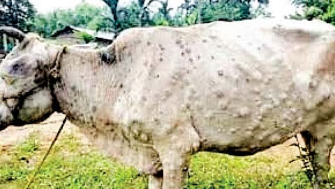 सातारा : जिल्ह्यात 15 हजार लिटर दूध संकलन घटले; लम्पीचा प्रादुर्भाव वाढल्याचा फटका