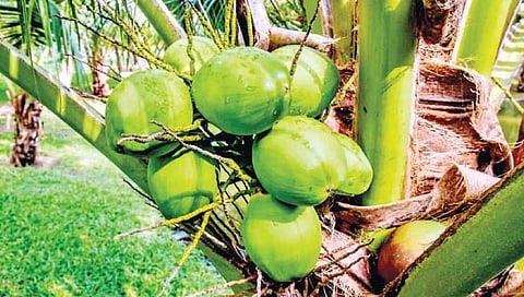 नारळ बागेचे व्यवस्थापन