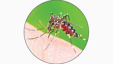 जागतिक डेंग्यू दिन : नाशिक शहरात आढळला डेंग्यूचा रुग्ण