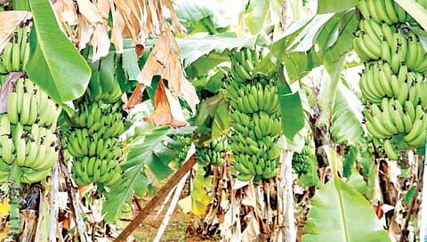 जळगाव