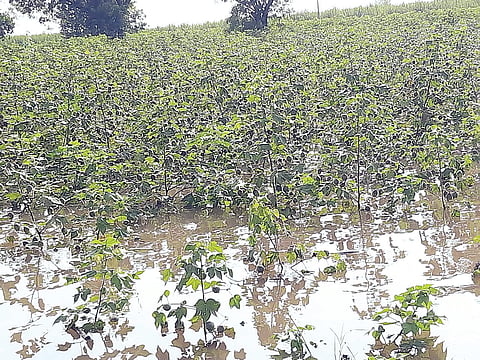 सोनई परिसरात जोरदार पावसाने पिके पाण्यात