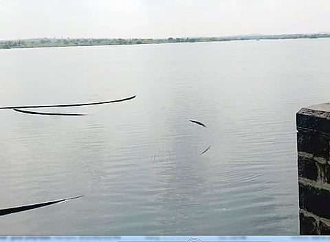 गुरवपिंप्री लघु पाटबंधारे तलाव ओव्हरफ्लो