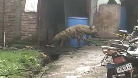 तरस