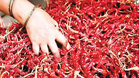 कोल्हापूर : लाल मिरचीचा तोरा उतरला