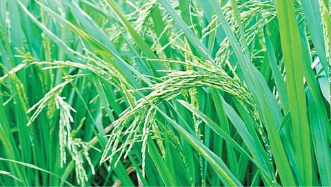 MSP for Kharif crops | खरीप पिकांच्या एमएसपी दरात भरीव वाढ