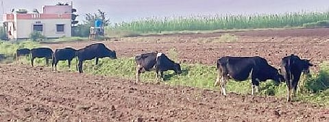 चाराटंचाई निर्माण झाल्याने दूध देणार्या गायींना नागापूर येथे बटाट्याचा हिरवा पाला खाऊ घालावा लागत आहे.