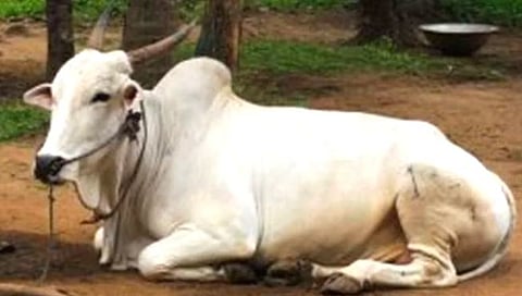 धक्कादायक! परभणी जिल्ह्यांत अनेक पाळीव प्राण्यांची जीभ कापली, घातपाताचा प्रकार असल्याचा पशुसंवर्धन विभागाचा अंदाज